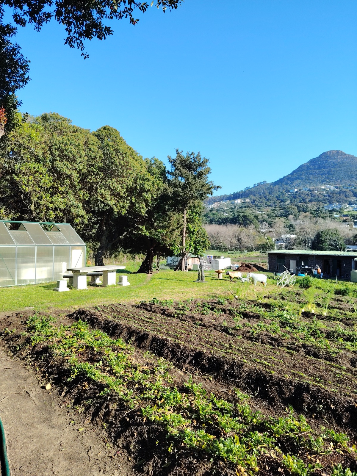 Morning light over the vegetable rows at Love in a Bowl