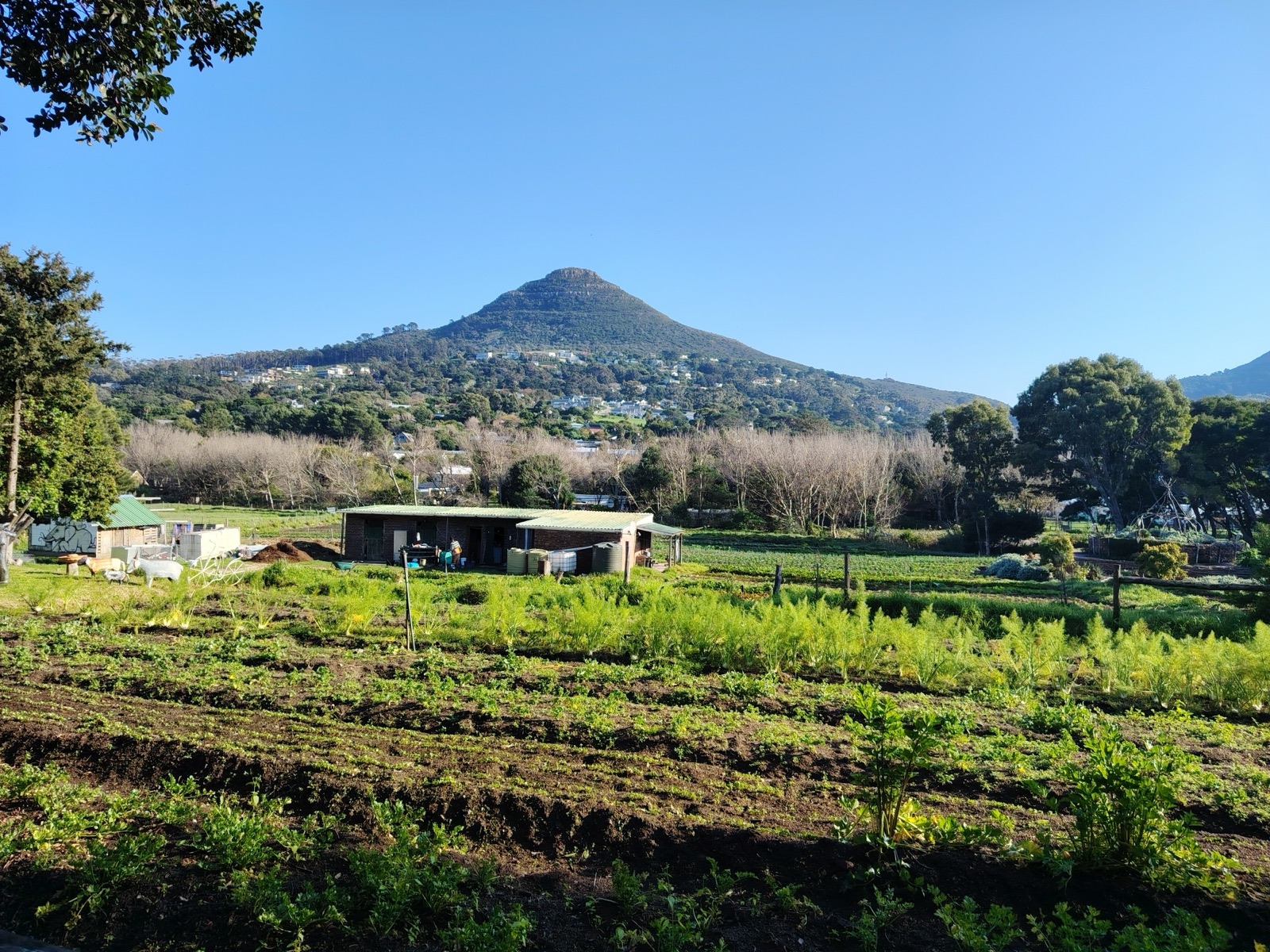 Rows of organic vegetables at Love in a Bowl, with the Hout Bay mountains behind