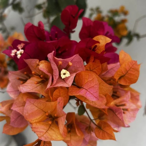 Bougainvillea flowers, Bianca Petersen's profile photo