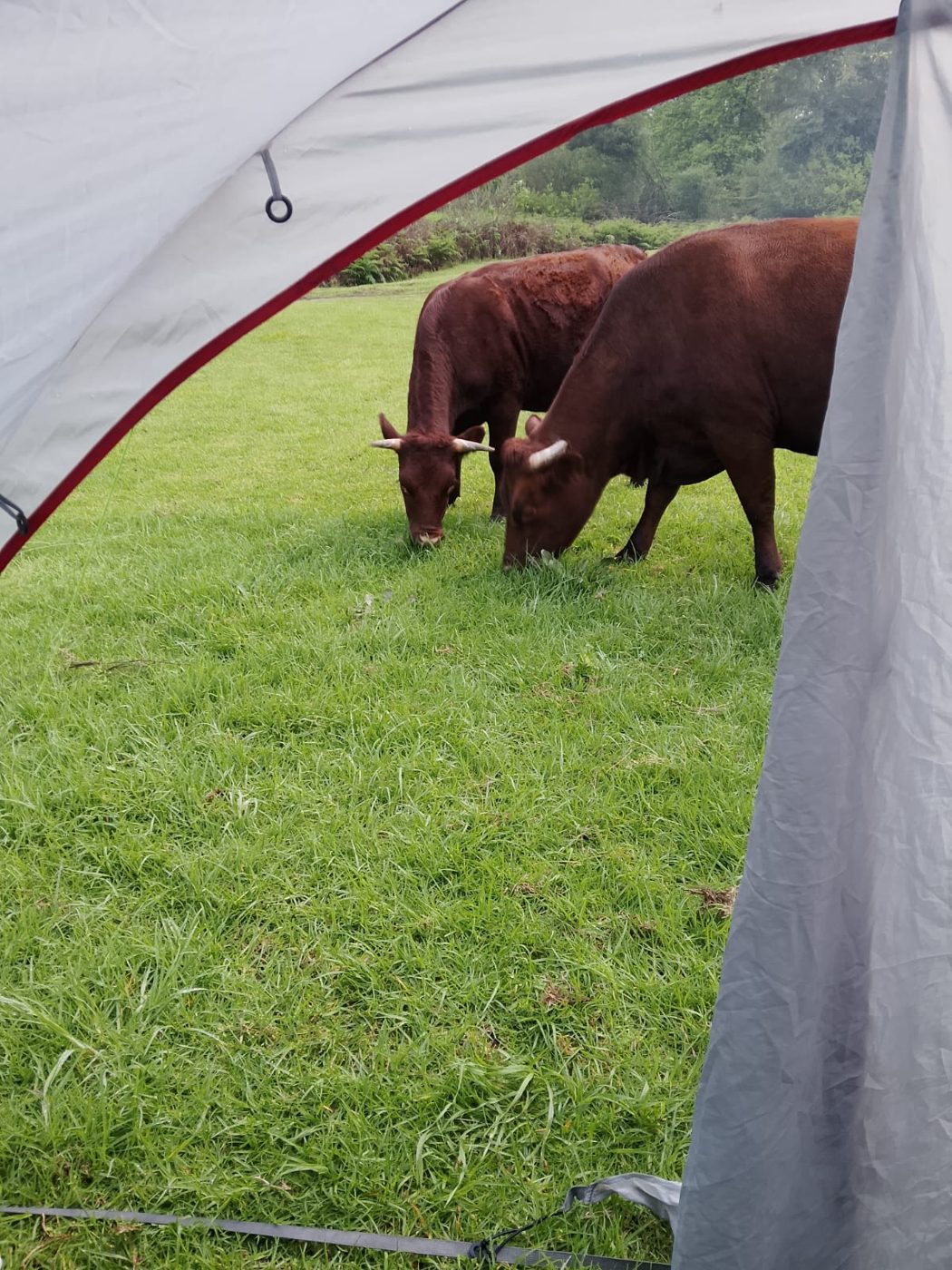 Two red cattle grazing right outside the tent door at Kromrivier